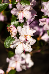 Blooming tree and leaves in spring
