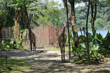 Singapore Zoo