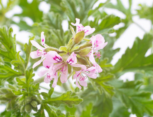 Pelargonium citronnellum