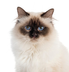 birman cat in studio