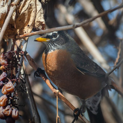 American Red-Breasted Robin perched in the back yard in springtime, Winnipeg, Manitoba