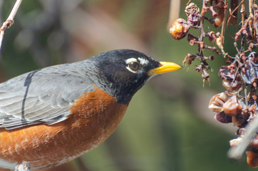 American Red-Breasted Robin eating old grapes on a vine branch in the springtime in Winnipeg, Manitoba, Canada