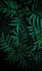 dark tone of tropical green leaves for background