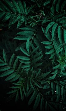 dark tone of tropical green leaves for background © adipurnatama