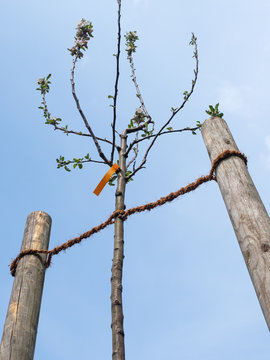 Apfelbaum neu angepflanzt - Streuobstwiese