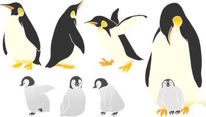 set of vector illustration of penguins