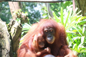 Singapore Zoo
