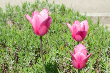 pink tulips in a flowerbed with lavender