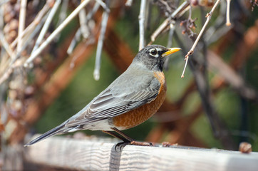 American Red Breasted Robin on a fence in a backyard in the springtime in Winnipeg, Manitoba