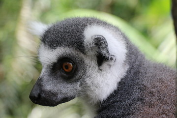 Singapore Zoo