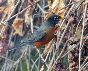 American Red-Breasted Robin picking grapes on the vine after winter in the backyard, Winnipeg, Manitoba, Canada