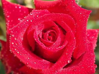 Close-up on a freshly bloomed red rose with dew on the petals. Summer time. Love concept