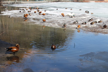 ducks swim on the lake