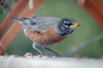 American Red Breasted Robin on a fence in a backyard in the springtime in Winnipeg, Manitoba