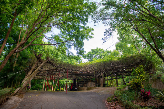There are stone tables and houses under the huge banyan tree, which can also accommodate passing vehicles!
 
