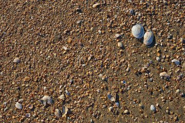 Picture of a sandstone shell.