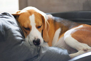 Close-up view of beagle dog sleeping on the pillow in dog bed