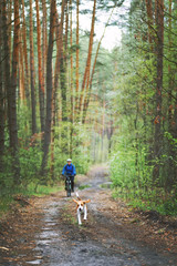 Obraz premium Happy beagle dog running in the forest with his owner cyclist. Beagle is an active companion always ready for new adventures