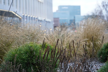 Weeds and other plants near the modern office building
