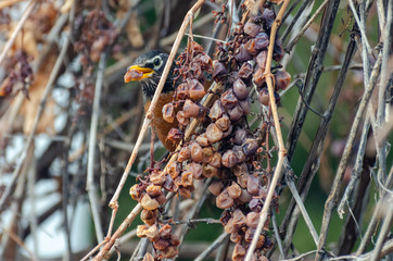 American Red-Breasted Robin eating old grapes on a vine branch in the springtime in Winnipeg, Manitoba, Canada