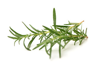 Branch of rosemary on white background