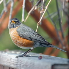 American Red Breasted Robin on a fence in a backyard in the springtime in Winnipeg, Manitoba