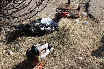 waterfowl in the wild