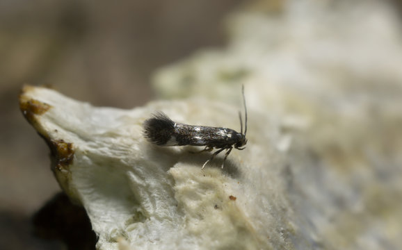 Small moth on fungi phtographed with high magnification