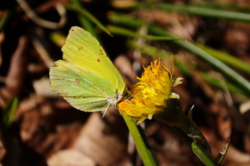 A common brimstone butterfly (Gonepteryx rhamni) sitting on a flower. Gonepteryx rhamni (known as...