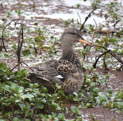 A female gadwall (Mareca strepera) rests among the water plants along the edge of Struve Slough in Watsonville, California.