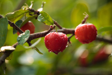 Acerola cherry on the tree with water drop, High vitamin C and antioxidant fruits.