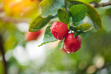 Obraz premium Acerola cherry on the tree with water drop, High vitamin C and antioxidant fruits.