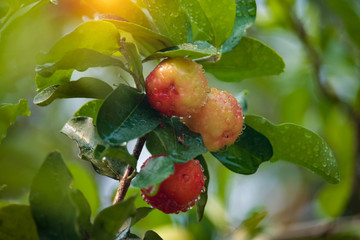 Acerola cherry on the tree with water drop, High vitamin C and antioxidant fruits.