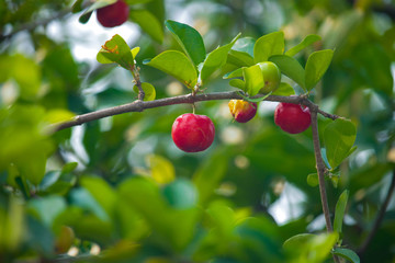 Acerola cherry on the tree with water drop, High vitamin C and antioxidant fruits.