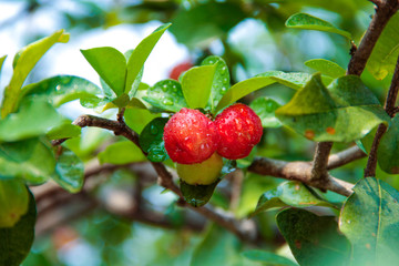 Obraz premium Acerola cherry on the tree with water drop, High vitamin C and antioxidant fruits.