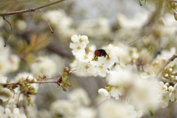 white blossom in spring