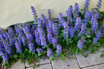 Beautiful blue bugle (Ajuga reptans) by the wall behind the tiles in our garden.