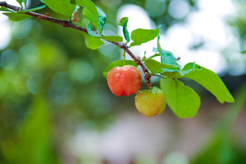 Acerola cherry on the tree with water drop, High vitamin C and antioxidant fruits.