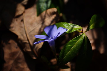 Periwinkle (Vinca minor, lesser periwinkle, small or common periwinkle, ) spring plant with green...