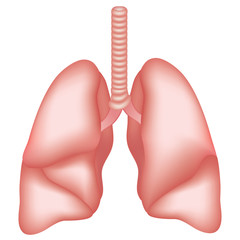 Lungs anatomy. Internal organs of the human body isolated on white background. Respiratory system realistic vector illustration for medicine, healthcare and science.
