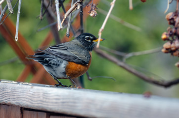 American Red-Breasted Robin perched in the back yard in springtime, Winnipeg, Manitoba