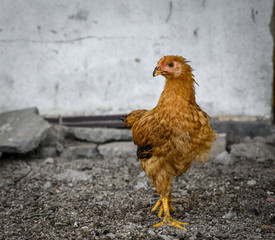 chicken in the farm