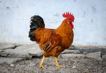 rooster in the farm