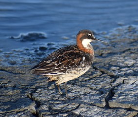 A red-necked phalarope (Phalaropus lobatus) in breeding plumage, on the cracked mud shore of an old salt pond near Moss Landing, California.