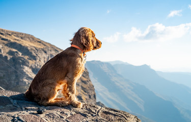 dog with a view