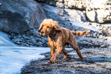 dog in the snow
