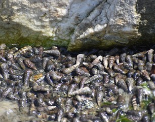 Scores of Japanese mud snail (Batillaria attramentaria) cover the mud near the waterline at Elkhorn Slough, where the invasive species was introduced via shipments of oysters.