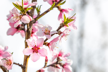 Peach trees in bloom extreme closeup on a tree branch