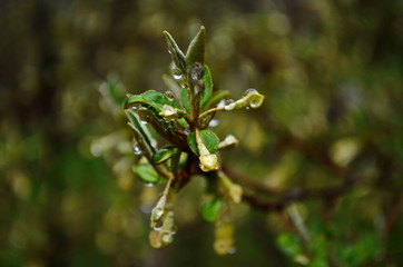 Obraz premium Soft macro focus delicate small flowers of Elaeagnus umbellata. Spring miracle of this blooming plant. Selective focus. Nature concept for design
