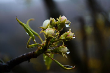 A close white pear tree flowers covered drops of water. A close view.
